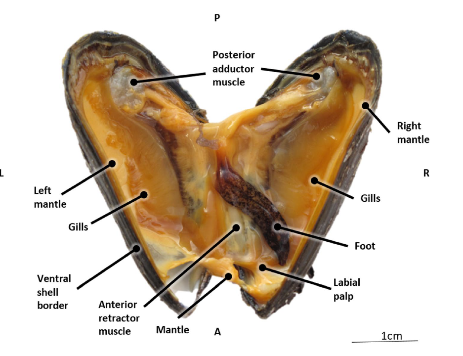 贻贝解剖结构图图片