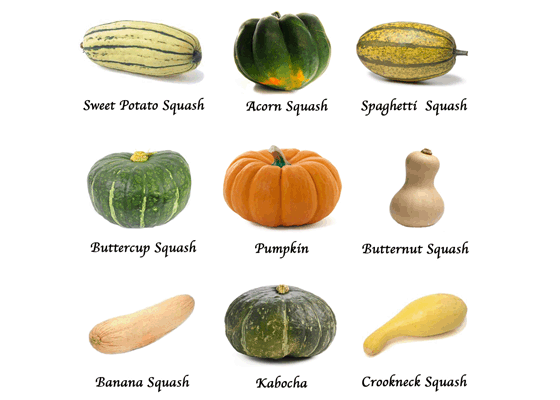 它们在英语中统称为squash,而pumpkin特指橙黄色,表皮光滑的圆南瓜,也