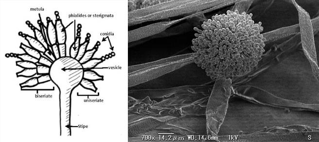 打酱油告诉你酱油打哪儿来