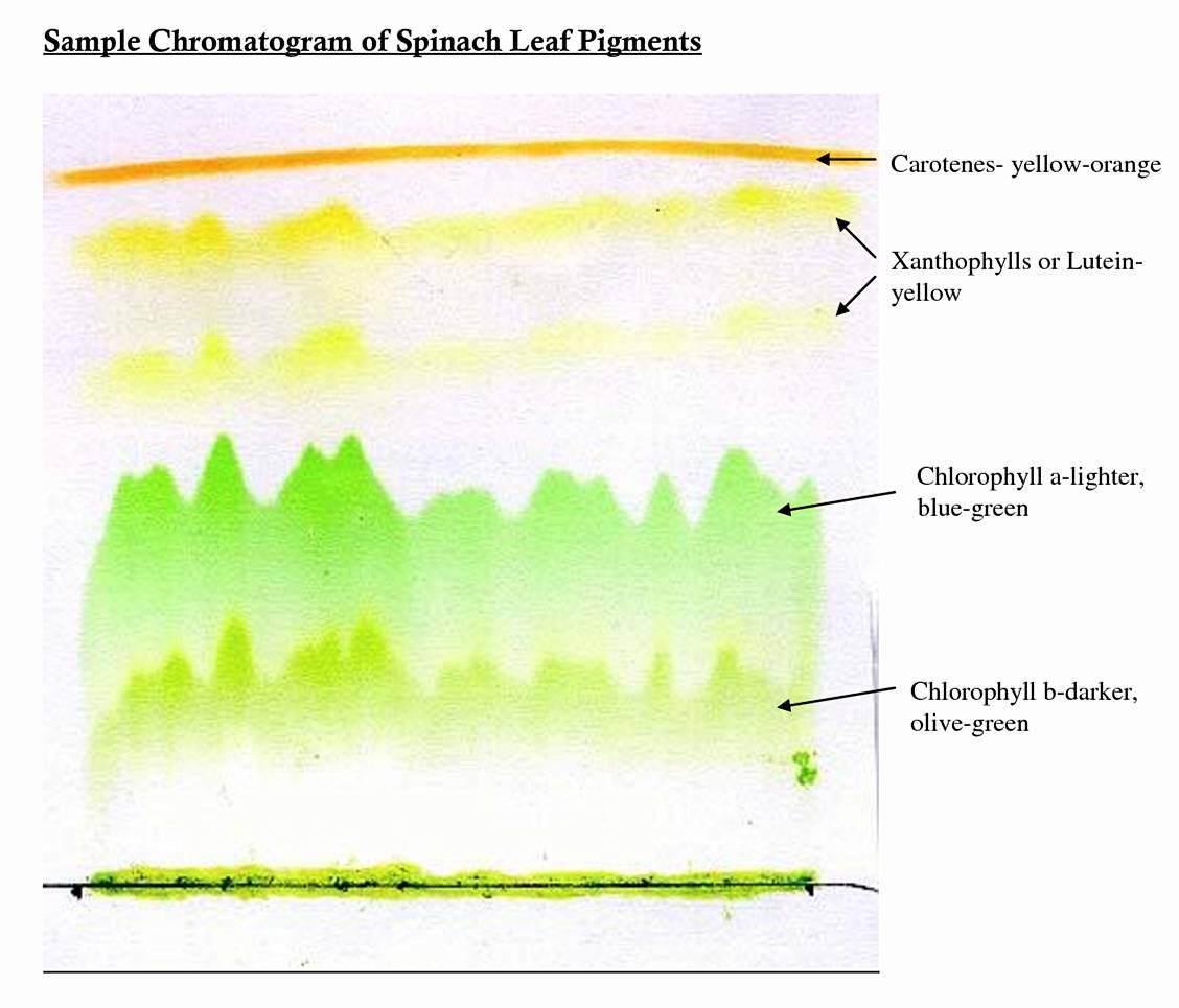 而在秋天,那些落叶植物叶片里的叶绿素合成减少,原有的叶绿素降解