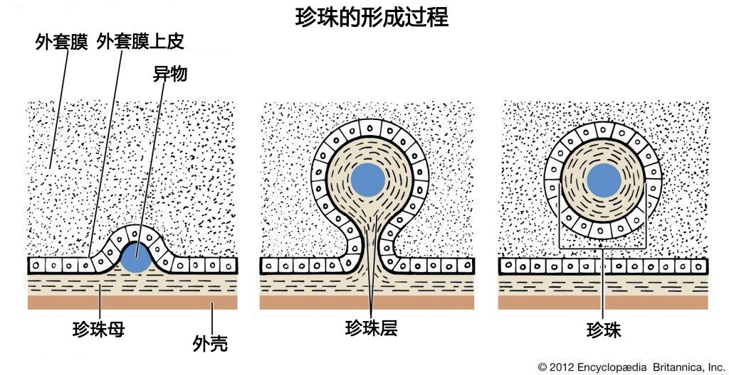 sundayhao目前人们已利用珍珠形成的机理,成功地开展了珍珠的人工