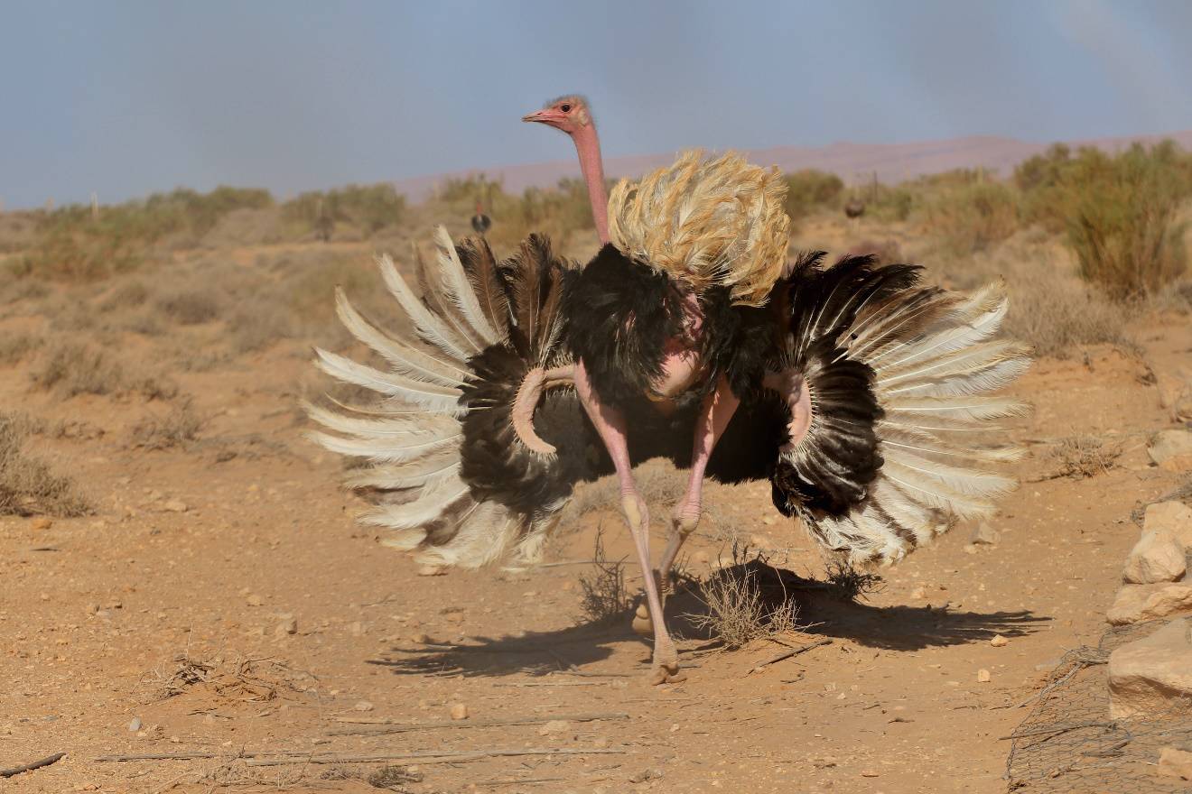 你们够了!鸵鸟才不会"把头埋进沙子里"!| 果壳 科技有意思