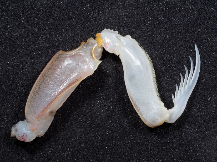 皮皮虾看到这刺刀了吗我可不是说走就走的