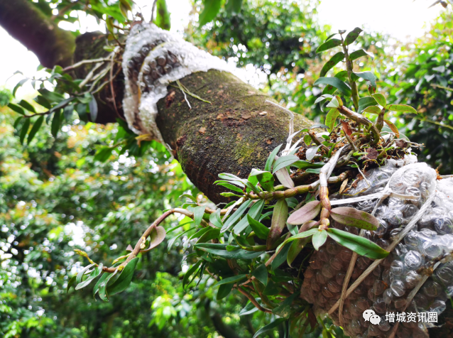 围观！荔枝树上种了名贵药材……
