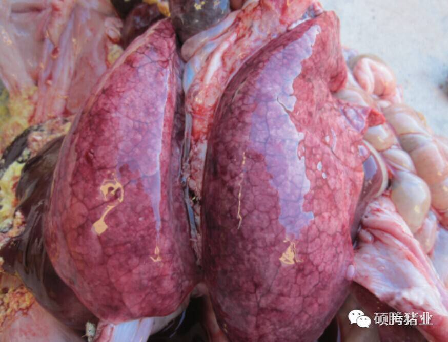 患prdc猪只肺脏肿大,混合感染呈花斑肺