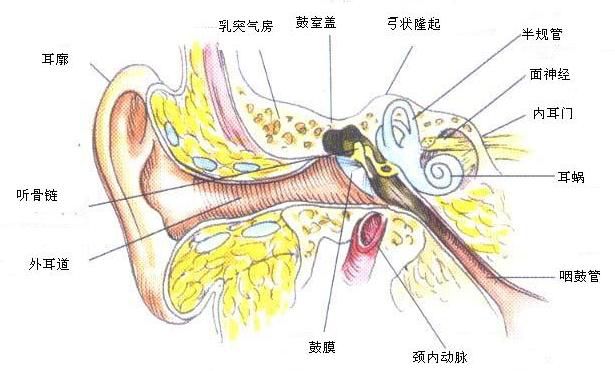 耳鼻咽喉科学解剖图解_医学界-助力医生临床决策和职业成长