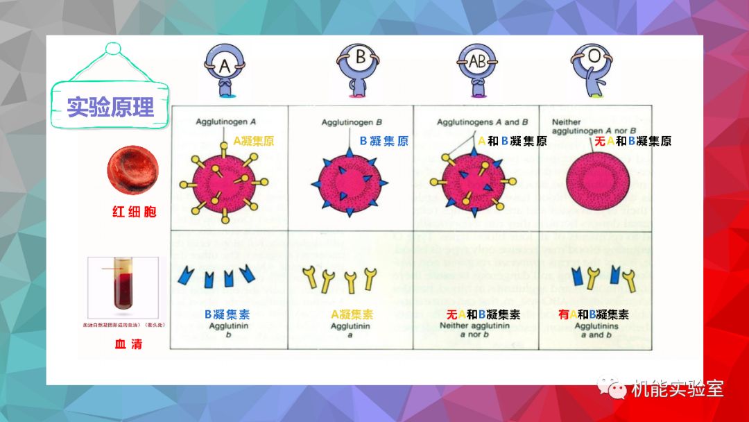 人体血型的鉴定 机能实验室 微信公众号文章阅读 Wemp