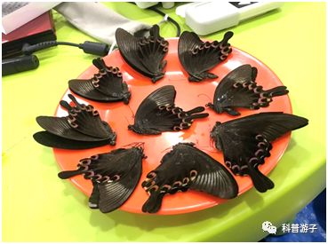 蝴蝶标本的制作方法_蝴蝶标本制作方法步骤图_蝴蝶标本制作方法叫什么