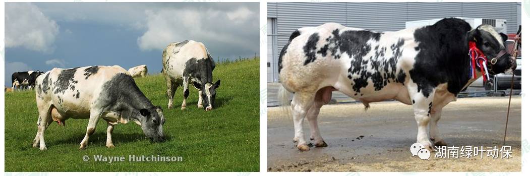 比利时蓝牛 母牛图片