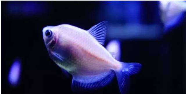 如何繁殖灯科鱼_什么灯鱼最难繁殖_容易繁殖灯鱼