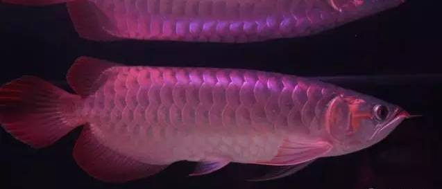 如何繁殖灯科鱼_容易繁殖灯鱼_什么灯鱼最难繁殖