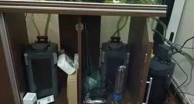 阿卡西短鲷好养吗_养南美短鲷用什么底沙_养短鲷水混浊