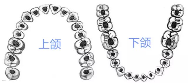 牙胶尖什么颜色最全整理 ｜ 根管治疗标准步骤和细节把握_https://www.jmylbn.com_新闻资讯_第8张