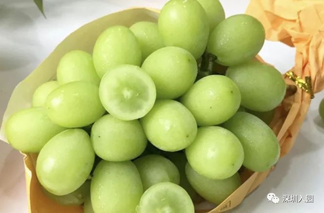 堪比五星级！深圳这13所餐食超棒的幼儿园盘点！省一级、市一级皆上榜！相关资料 92