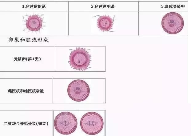 试管婴儿受精困难 是精子还是卵子的错 宝贝佳泰国第三代婴儿管理 微信公众号文章阅读 Wemp