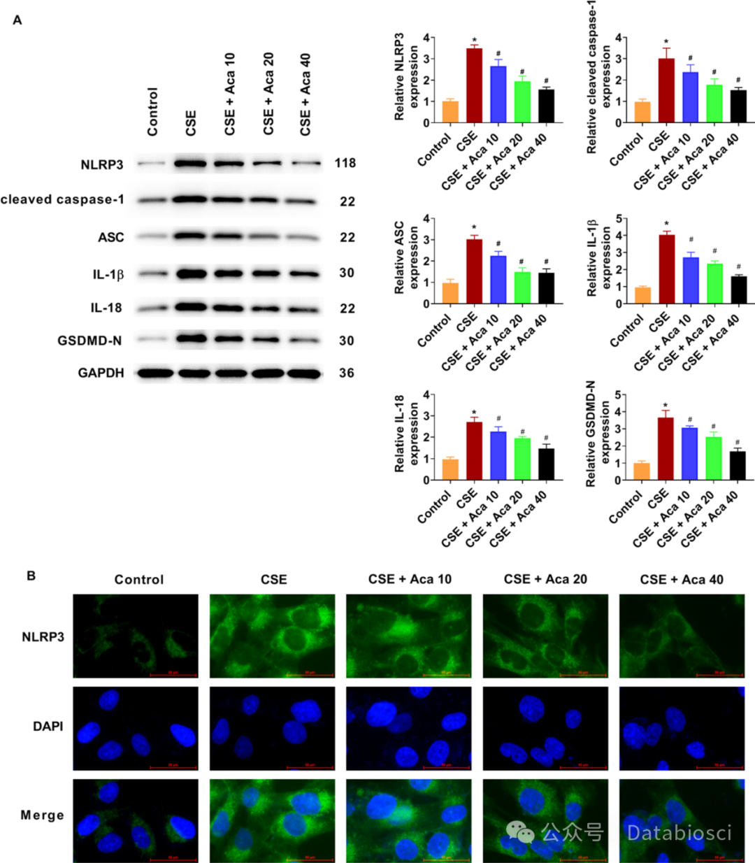 金合欢素抑制炎症，德伯COPD香烟烟雾暴露系统助力机制解析
