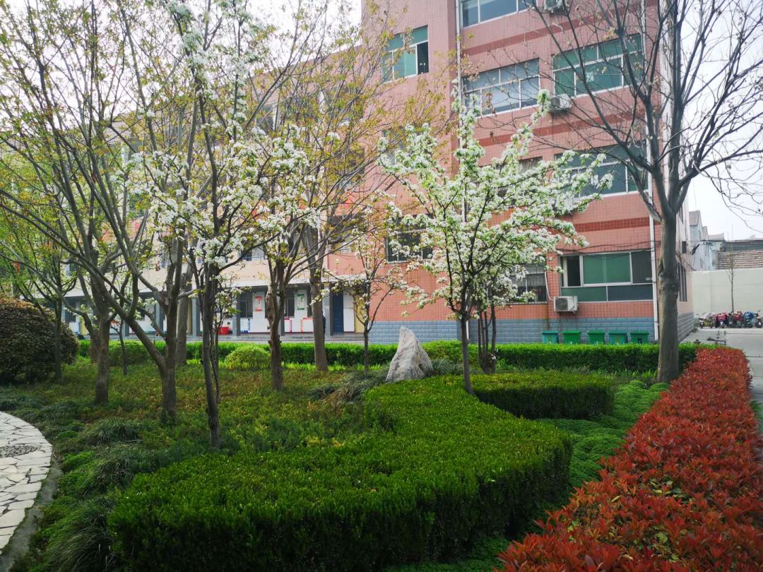 三月的柘城二高校园繁花似锦等你归来