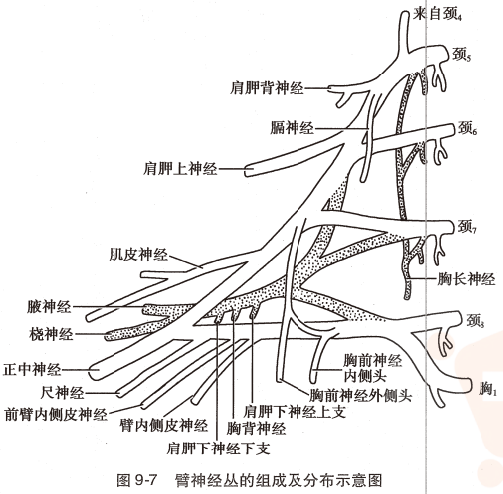 神经丛刺激针是什么O.A. (396)临床麻醉学，第九章（局部麻醉），第四节（常用的局部麻醉方法）_https://www.jmylbn.com_新闻资讯_第6张