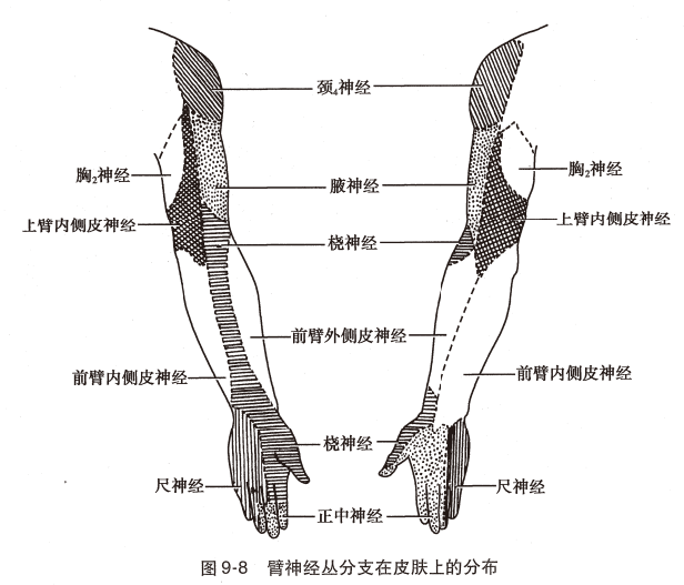 神经丛刺激针是什么O.A. (396)临床麻醉学，第九章（局部麻醉），第四节（常用的局部麻醉方法）_https://www.jmylbn.com_新闻资讯_第7张