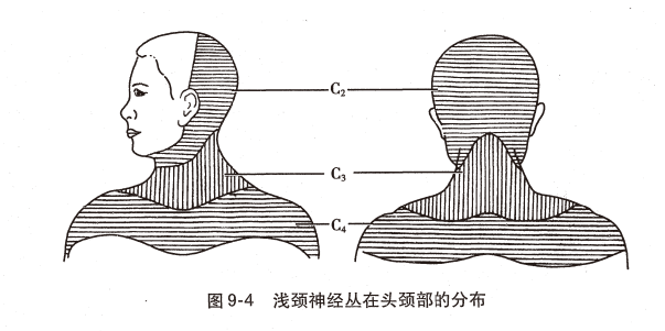 神经丛刺激针是什么O.A. (396)临床麻醉学，第九章（局部麻醉），第四节（常用的局部麻醉方法）_https://www.jmylbn.com_新闻资讯_第3张