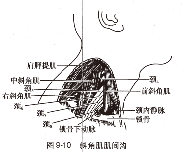 神经丛刺激针是什么O.A. (396)临床麻醉学，第九章（局部麻醉），第四节（常用的局部麻醉方法）_https://www.jmylbn.com_新闻资讯_第9张