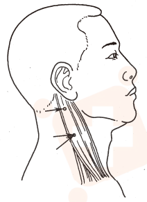 神经丛刺激针是什么O.A. (396)临床麻醉学，第九章（局部麻醉），第四节（常用的局部麻醉方法）_https://www.jmylbn.com_新闻资讯_第5张