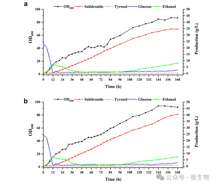 红景天苷发酵曲线图