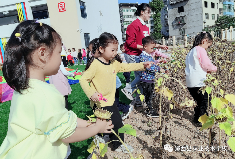 校场坡幼儿园开展向日葵采摘实践活动
