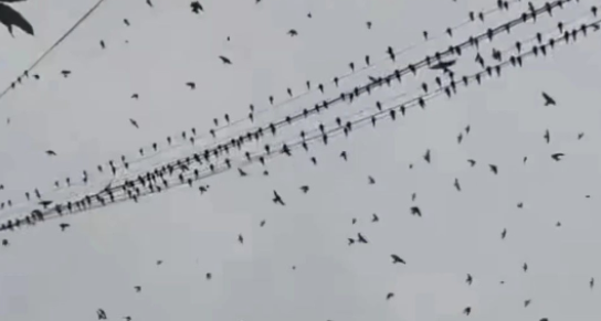 大量鸟群在天空盘旋是地震前兆？地震局回应
