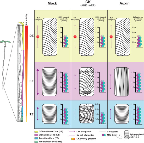 Embo 植物激素细胞分裂素引导细胞从增殖期到分化期的微管动力学 Paperrss 微信公众号文章阅读 Wemp