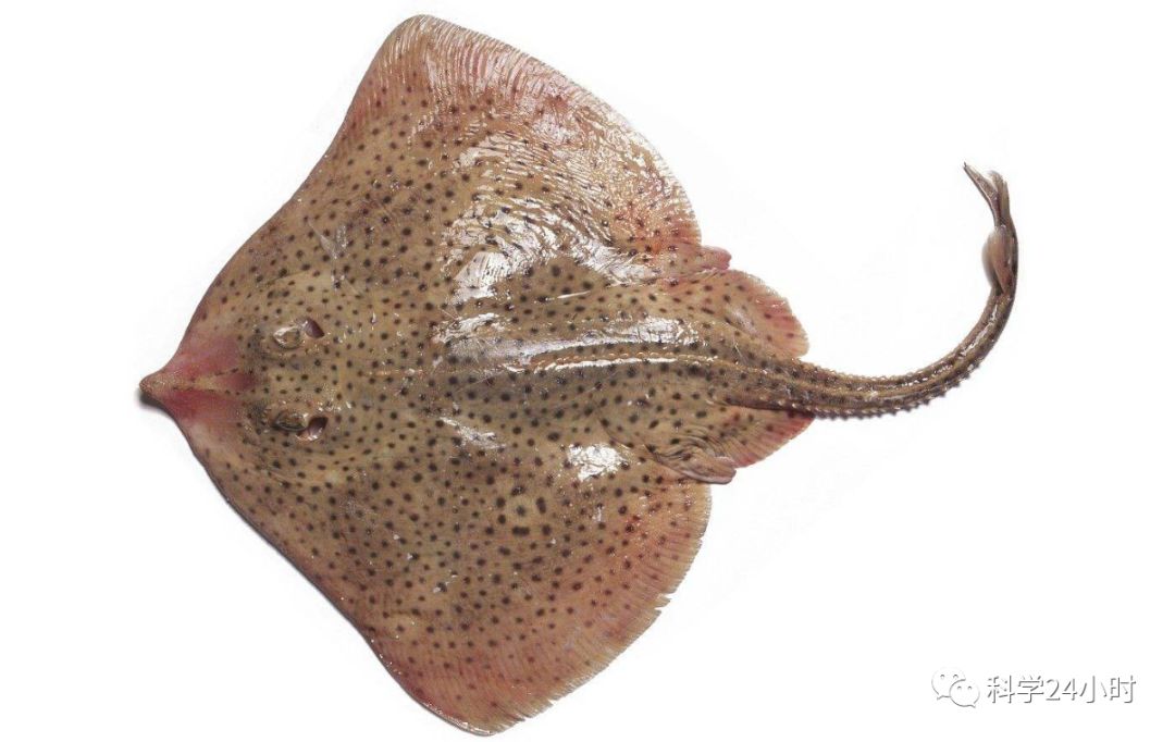 獨家 24小時 從 比目連枝 看擬態 科學24小時 微文庫