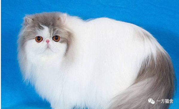 虎斑猫多少钱一只 中国最欢迎的10种猫咪一般卖多少钱（下）？