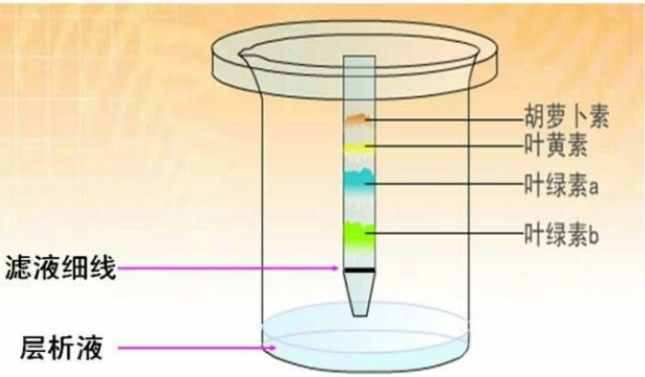 色谱法简介色谱法:又称"色谱分析","层析法",是一种分离和分析方法.