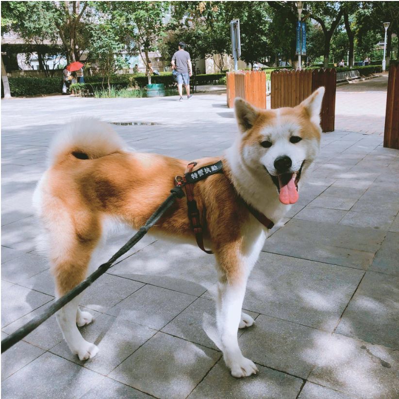 英语遛狗的短语_遛狗英文_英文遛狗怎么说音标