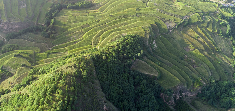 安塞区沿河湾镇寨子湾村五提五推强力促进乡村振兴
