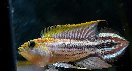 荷兰凤凰鱼可以混养吗_荷兰凤凰和什么鱼混养_荷兰凤凰混养