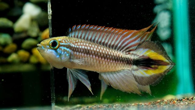 荷兰凤凰鱼可以混养吗_荷兰凤凰混养_荷兰凤凰和什么鱼混养