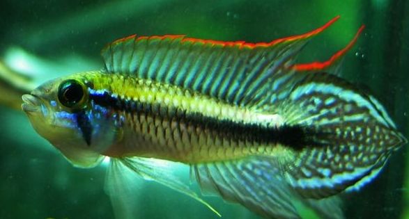 荷兰凤凰混养_荷兰凤凰和什么鱼混养_荷兰凤凰鱼可以混养吗