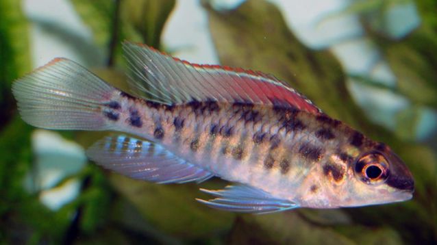 荷兰凤凰混养_荷兰凤凰鱼可以混养吗_荷兰凤凰和什么鱼混养