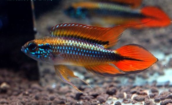 荷兰凤凰混养_荷兰凤凰和什么鱼混养_荷兰凤凰鱼可以混养吗