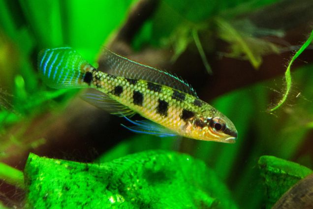 荷兰凤凰混养_荷兰凤凰和什么鱼混养_荷兰凤凰鱼可以混养吗