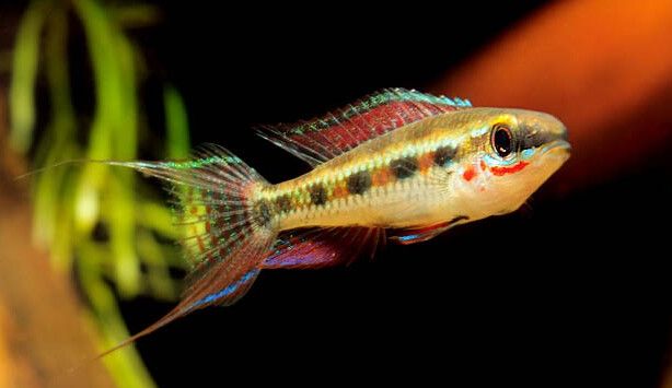 荷兰凤凰鱼可以混养吗_荷兰凤凰和什么鱼混养_荷兰凤凰混养