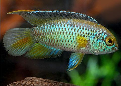 荷兰凤凰混养_荷兰凤凰和什么鱼混养_荷兰凤凰鱼可以混养吗