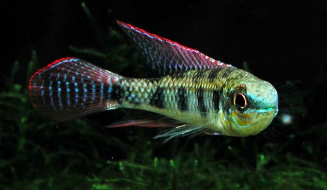 荷兰凤凰和什么鱼混养_荷兰凤凰鱼可以混养吗_荷兰凤凰混养