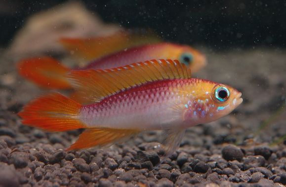 荷兰凤凰和什么鱼混养_荷兰凤凰鱼可以混养吗_荷兰凤凰混养