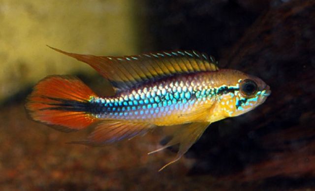 荷兰凤凰鱼可以混养吗_荷兰凤凰和什么鱼混养_荷兰凤凰混养