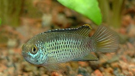 荷兰凤凰鱼可以混养吗_荷兰凤凰和什么鱼混养_荷兰凤凰混养