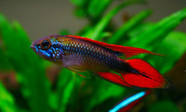 荷兰凤凰鱼可以混养吗_荷兰凤凰混养_荷兰凤凰和什么鱼混养