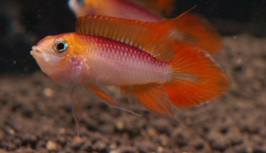 荷兰凤凰和什么鱼混养_荷兰凤凰混养_荷兰凤凰鱼可以混养吗