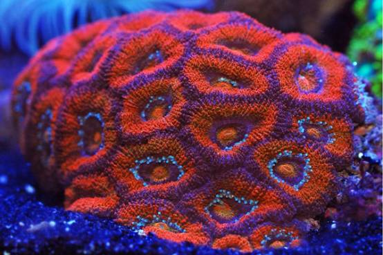 峇里脑珊瑚 -峇里脑珊瑚也叫格子脑,它是脑珊瑚中外形较为别致的一种